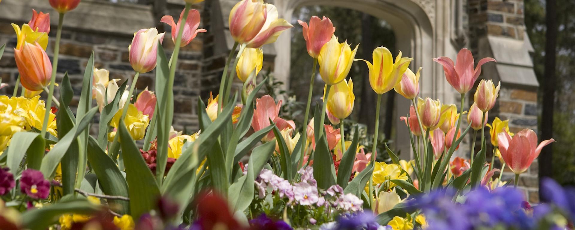 Duke campus with flowers